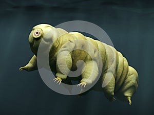 Tardigrade, swimming water bear