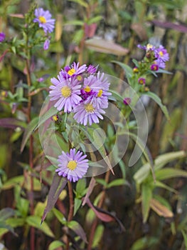 Tardy lilac flowers