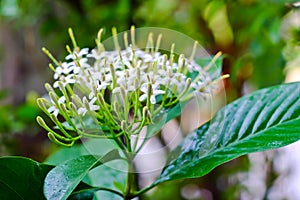 Tarenna wallichii flower