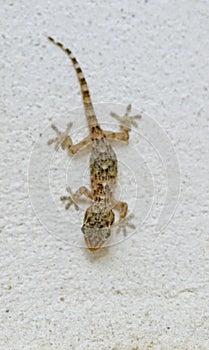 Tarentola mauritanica lizard photo