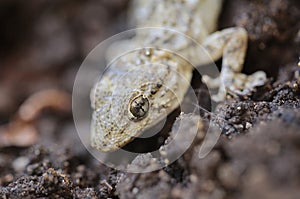 Tarentola mauritanica lizard photo