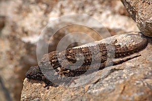 Tarentola mauritanica, Moorish Wall Gecko, lizard from Gargano, Italy. MAle and female Mating Animals in the habitat, white rock i