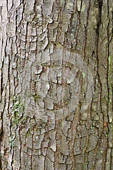 Target canker on red maple tree bark.