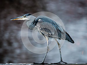 Target Oriented Grey Heron in Profile