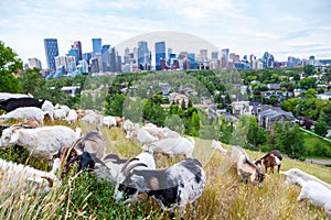 Targeted Grazing Using Goats for Control Weeds in Calgary