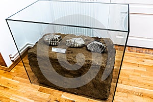 Museum of Human Evolution and Technology in the Paleolithic