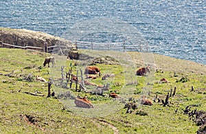 Tarifa coastline