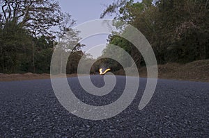 Tarmac road through Anshi forest at twilight, India.