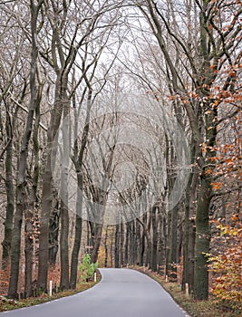 tarmac road through autumn forest near utrecht in holland