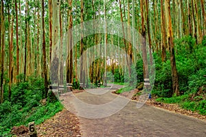 Tarmac road isolated in the middle of dense green forest