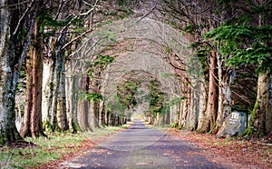 Tarmac road in old woodland - alley, private drive