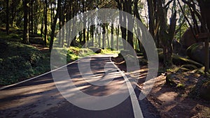 Tarmac road surrounded by a green pine forest