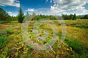 Tarnawa peat bog Bieszczady National Park