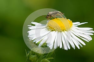 Tarnished Plant Bug - Lygus lineolaris