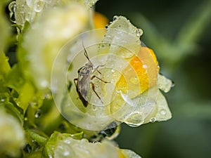 Tarnished plant bug Lygus lineolaris