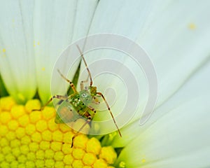 Tarnished Plant Bug Nymph