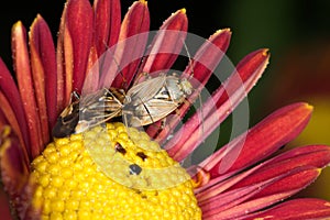 Tarnished Plant Bugs on a Chrysanthemum