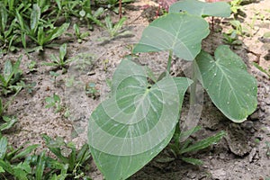 taro or arbi leaves plant on farm photo