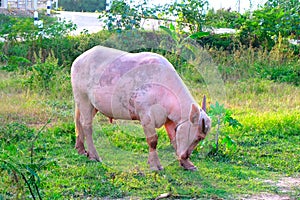 Taro Buffalo or White Buffaro (pink skin)