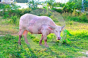 Taro Buffalo or White Buffaro (pink skin)