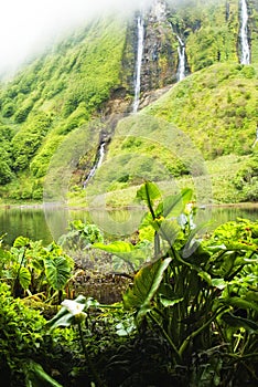 Taro Colocasia esculenta - plants of acores