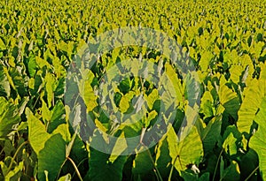 Taro Colocasia esculenta is a root vegetable