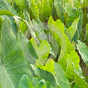 Taro cros plants leafs background