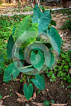 Taro, or elephant ear, Colocasia esculenta. Edible plant and root in an Indian organic garden