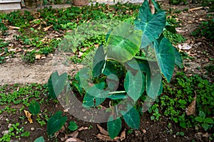 Taro, or elephant ear, Colocasia esculenta. Edible plant and root in an Indian organic garden