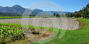 Taro field in Kauai Hawaii, USA