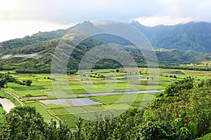 Taro fields