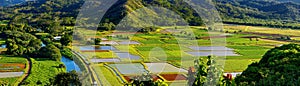 Taro fields in beautiful Hanalei Valley on Kauai