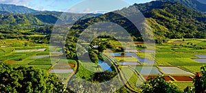 Taro fields in beautiful Hanalei Valley on Kauai