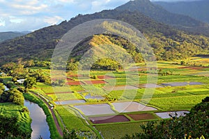 Taro fields are cultivated in a valley