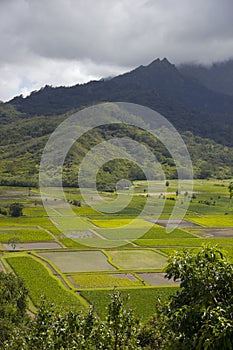 Taro Fields at Hanalei Valley, Kauai, Hawaii photo