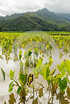 Taro fields hanalei valley kauai hawaii