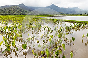 Taro fields hanalei valley kauai hawaii