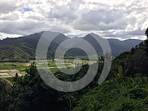 Taro Fields in Hanalei Valley on Kauai Island, Hawaii.