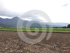 Taro Fields in Hanalei Valley on Kauai Island, Hawaii.