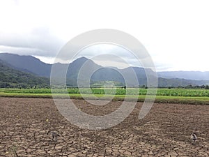 Taro Fields in Hanalei Valley on Kauai Island, Hawaii.