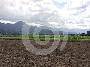 Taro Fields in Hanalei Valley on Kauai Island, Hawaii.