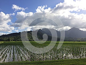 Taro Fields in Hanalei Valley on Kauai Island, Hawaii.