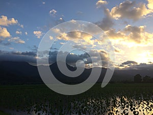 Taro Fields in Hanalei Valley on Kauai Island, Hawaii during Sunset.