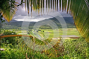 Taro Fields in Kauai