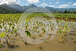 Taro fields kauai hawaii