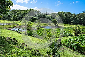 Taro fields of Kauai, Hawaii