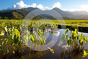 Taro fields, mountains, blue sky, tropical Kauai island