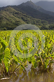 Taro fields, mountains, rain clouds, tropical island