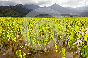 Taro fields, mountains, rain clouds, tropical Kauai island