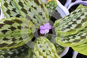 taro flower  white blotchy leaves